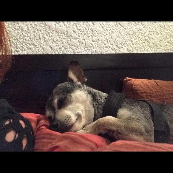 Meet your Posher, X. “X” is just my initial. - Picture 2 of 4